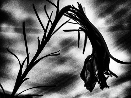 20240816_OM-1_0010_0002